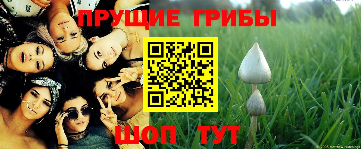 Псилоцибиновые грибы Psilocybe Заволжье