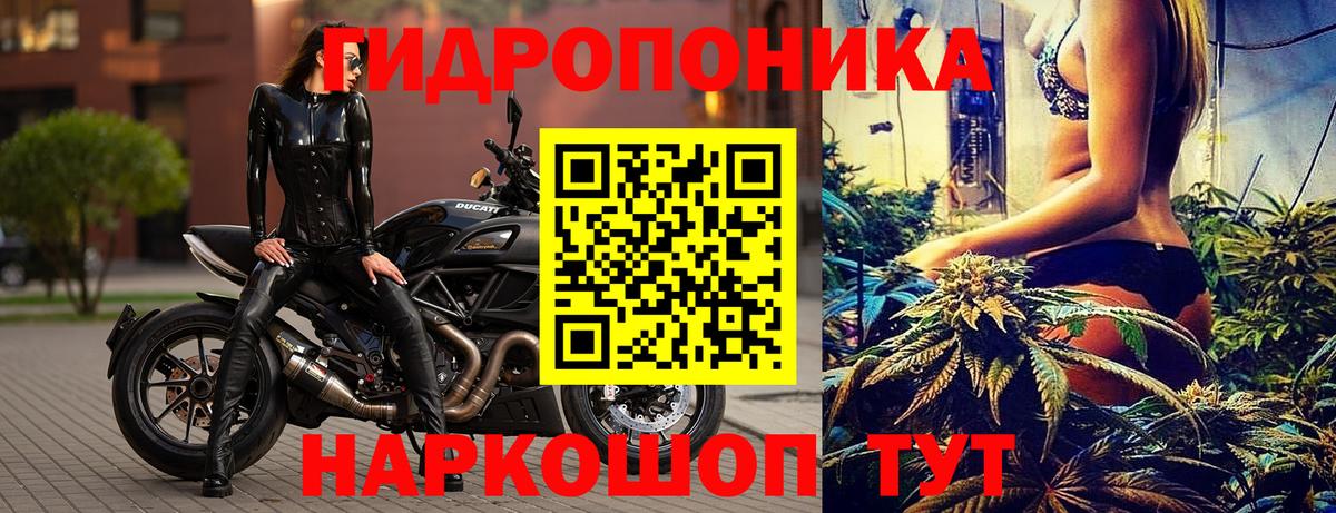 Заволжье  Бошки Шишки план  Вход с VPN  Бошки Шишки индика  Марихуана гибрид 